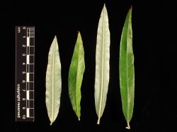 Salix schwerinii. Proximal (left) to distal mature leaves from one branchlet.
 Image: D. Glenny © Landcare Research 2020 CC BY 4.0